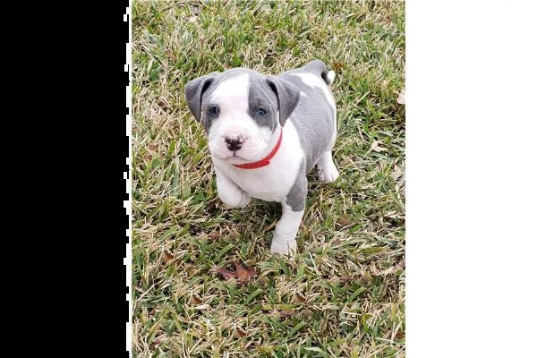 red nose american pitbull terrier cuccioli