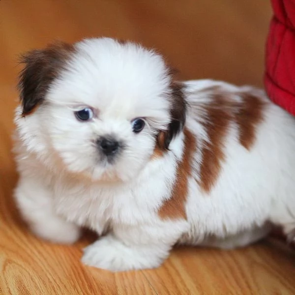   regalo shih-tzu  toy | Foto 0