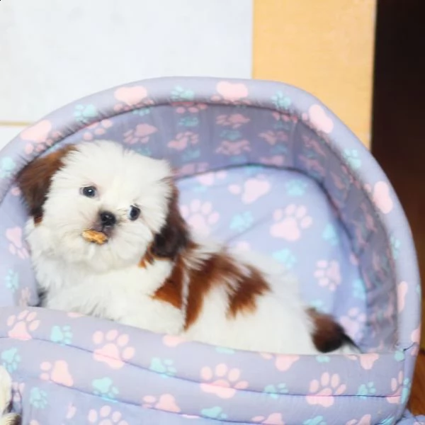   regalo shih-tzu  toy