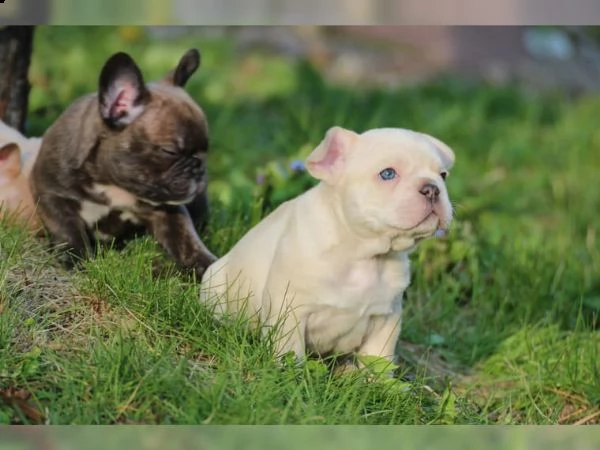 bulldog francesi, lilla fawn & schoko con at, tipo sportivo