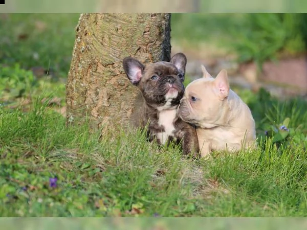 bulldog francesi, lilla fawn & schoko con at, tipo sportivo | Foto 1