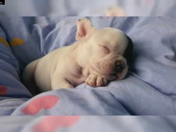 bouledogue - bulldog francese bianco blue  | Foto 2