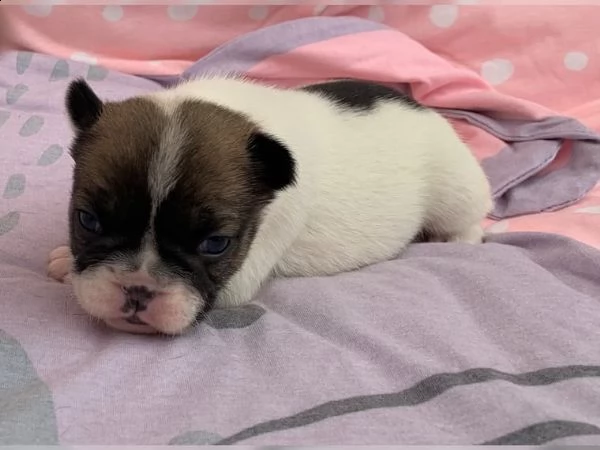 bouledogue - bulldog francese bianco blue  | Foto 1