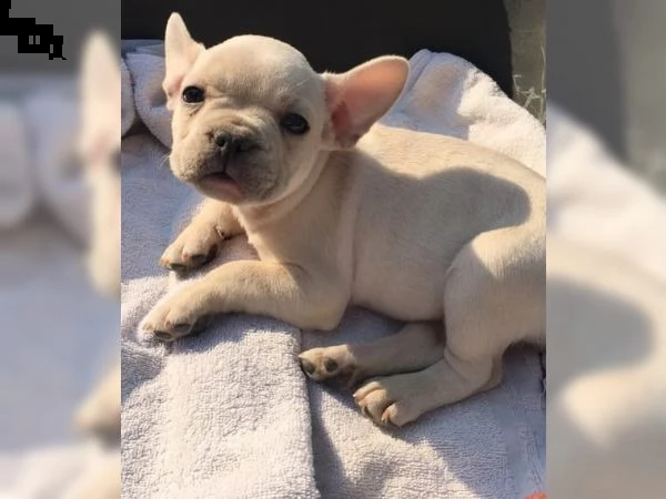 bouledogue - bulldog francese bianco blue  | Foto 0