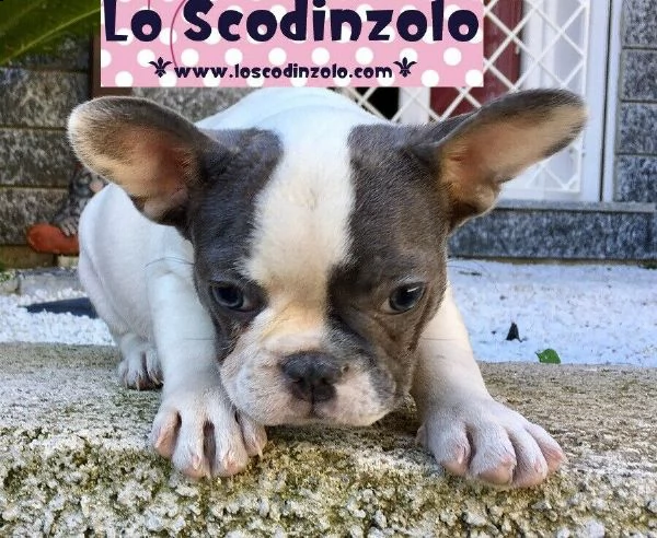 bulldog bouledogue francese femmina beige