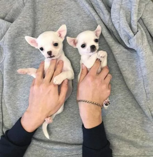 cuccioli di chihuahua toy meravigliosi incantevoli e giocarelloni di 2 mesi 