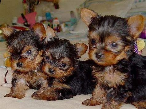 cediamo cuccioli di yorkshire toy favolosi e teneri e eccellentissimi esemplari stupendi 