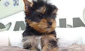cuccioli di yorkshire piccolissimi e perfetti di 2 mesi e mezzo 