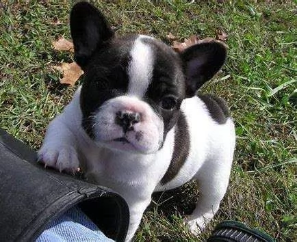 cedesi cuccioli di bulldog francese curiosissimi originalissimi sani 