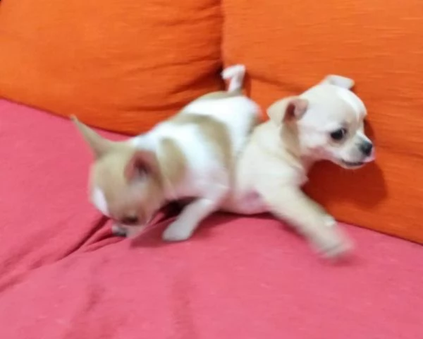disponibili cuccioli di chihuahua mini vari colori 3 mesi nata in ambiente familiare