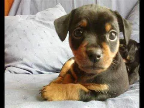 cediamo cuccioli di pincher toy di allevamento italiano di 2 mesi 