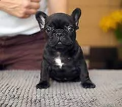disponibili cuccioli di bulldog francese originalissimi e amorevolissimi 