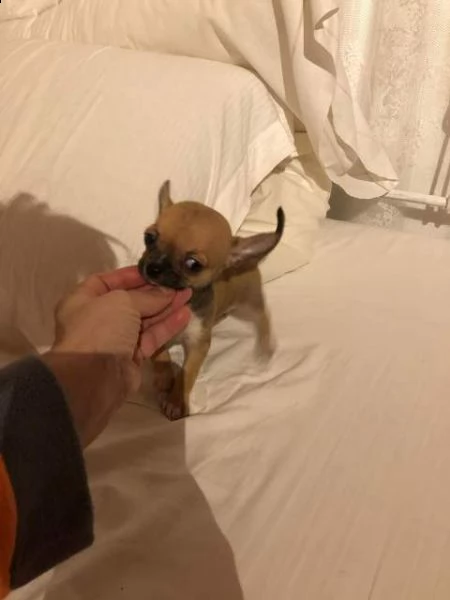 disponibile cuccioli di chihuahua mini toy 3 mesi nati in ambiente familiare v
