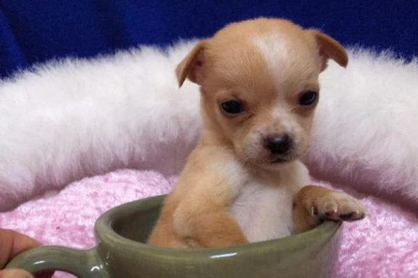 disponiamo cuccioletti pincher chihaha toy bellissimi e in salute 