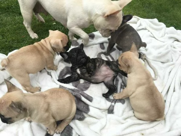 cuccioli di bulldog francesi , maschi e femmine vari colori , si affidano a gente seria 