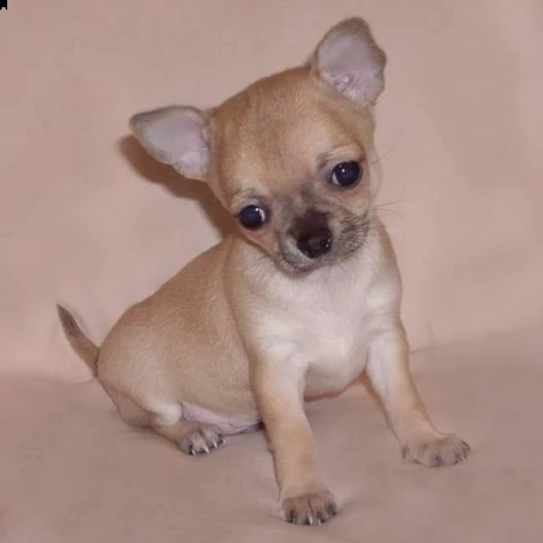 bellissimo cucciolo di chiwawa mini mini toy bellissimo perfettissimo e tranquillissimo