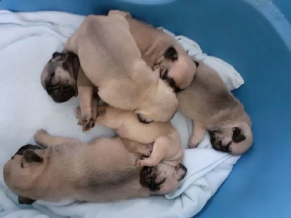 cuccioli di carlino