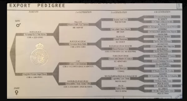 certosino gattini di 2 mesi pronti | Foto 1