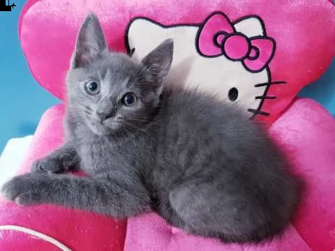 certosino gattini di 2 mesi pronti