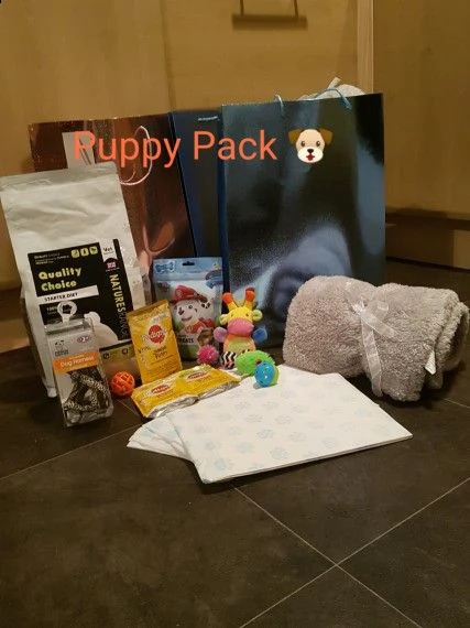 british shorthair blue con documenti | Foto 1