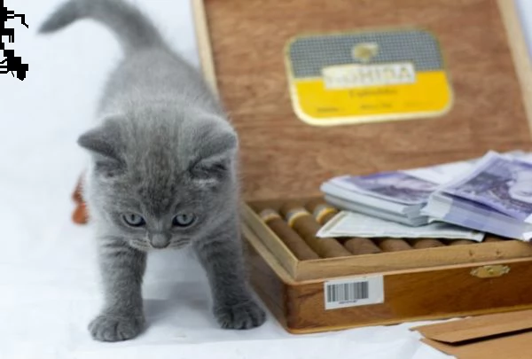 british shorthair blue con documenti
