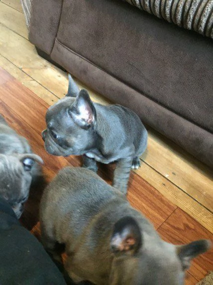 cucccioli di bulldog 
