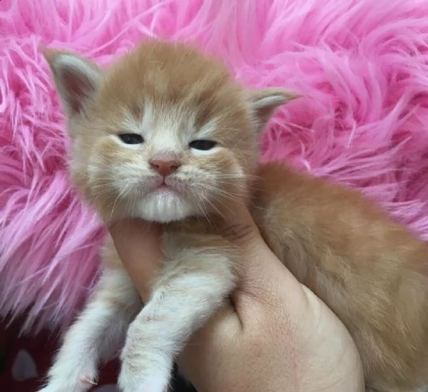 disponibili tre bellissimi cucciolini di razza maine coon!