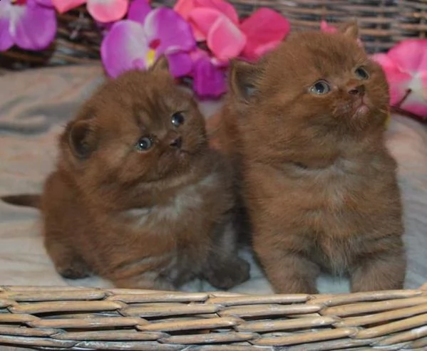 disponibili dolcissimi cuccioli di british shorthair da compagnia 