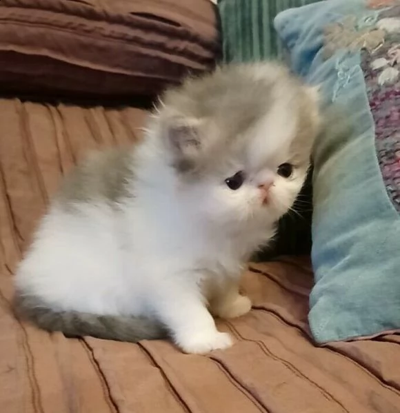 cucciolo di persiano, mantello arlecchino bianco e blu. 