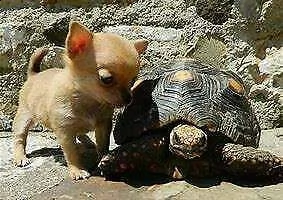 bellissimo cucciolo di pincher chiwawa mini toy bellissimi inteligentissimi 
