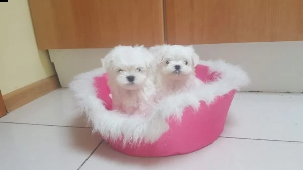 bichon maltese toy terrier | Foto 0