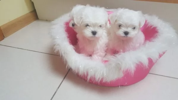 bichon maltese toy terrier