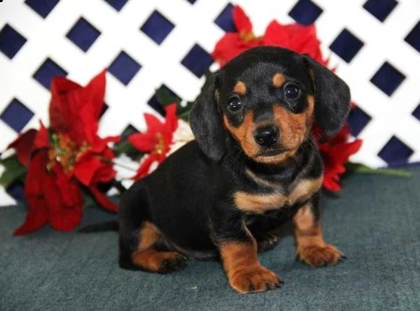 bassotto nano maschio e femmina