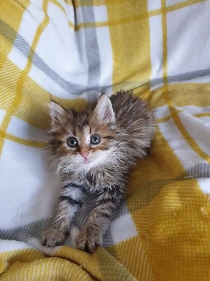 molto dolci maine coon) gattini | Foto 0