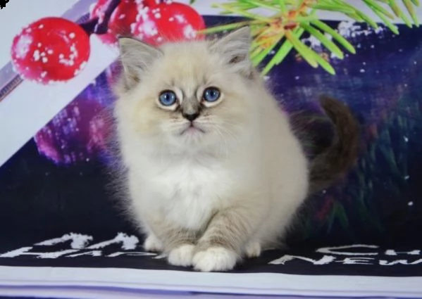 ragdoll maschi e femmina di 65 giorni