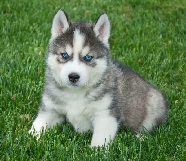 cucciolo di husky siberiano interessantissimo e molto tranquillissimo