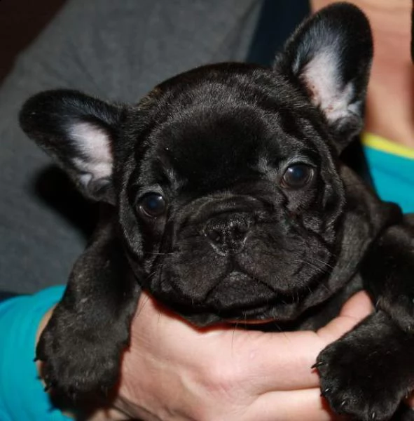 cediamo cucciolo di bull dog francese perfettissimo buonissimi e generosissimi