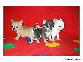 cucciolo di chiwawa mini toy perfettissimo eccellentissimo e bravissimo 