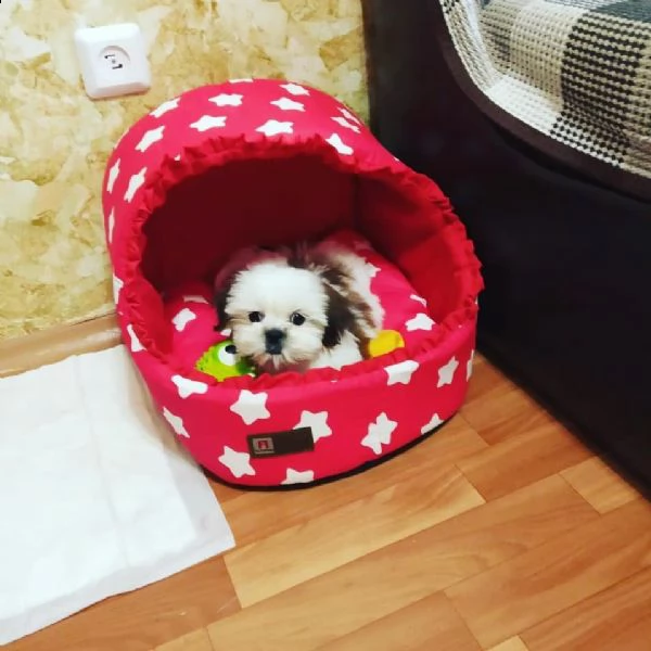 regalo shih-tzu  toy
