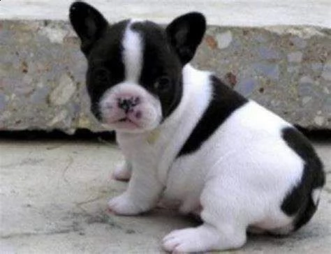 bellissimo cucciolo di bull dog francese purissimo bellissimo e tranquillissimo