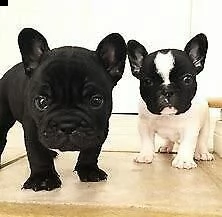 cucciolo di bull dog francese eccellentissimo originalissimo e perfettissimo