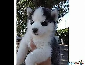 cucciolo di iberian husky interessanti e molto inteligentissimi di 2 mesi