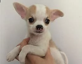 cucciolo di chiwawa mini mini toy purissimo inteligentissimo e dolcissimo