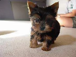 bellissimo cucciolo di york shire mini toy buonissimi intrigantissimi e gentilissimi