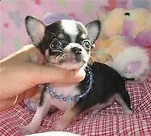 cucciolo di pincher chiwawa mini mini toy perfettissimo eccellentissimo 