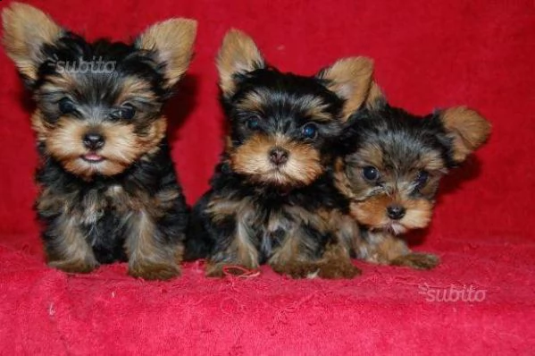 disponiamo cuccioli di yorkshire toy di 2 mesi e mezzo bellissimi 