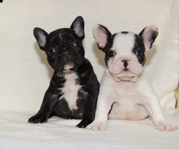 cucciolo di bull dog francese bellissimo tranquillissimo e vivacissimo