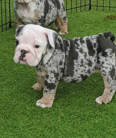 bulldog inglese maschio e femmina