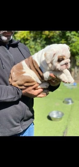 bellissimi bulldog inglese cuccioli