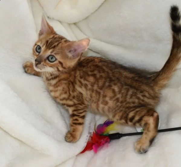 ultimo bengala gattino